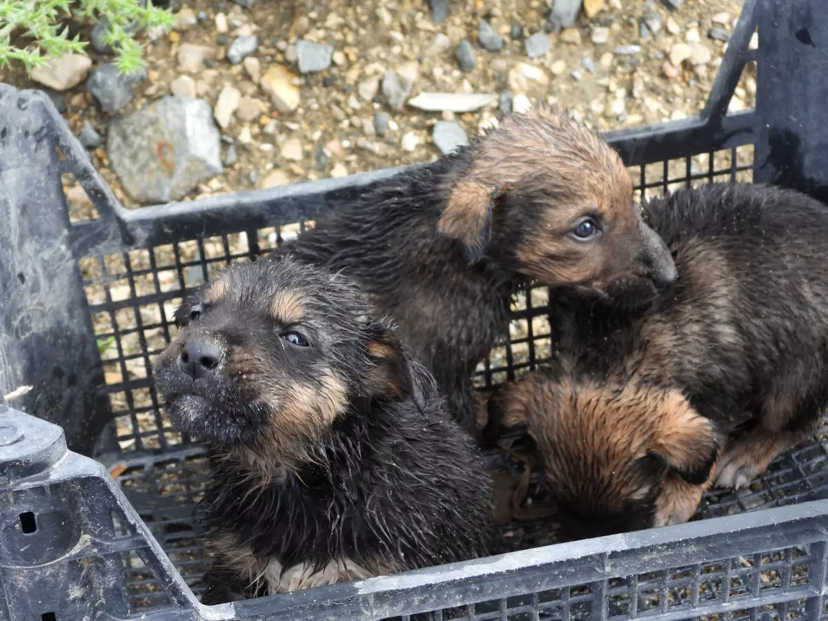 Samandağ’da Yavru Köpekler Su Tahliye Borusundan Kurtarıldı